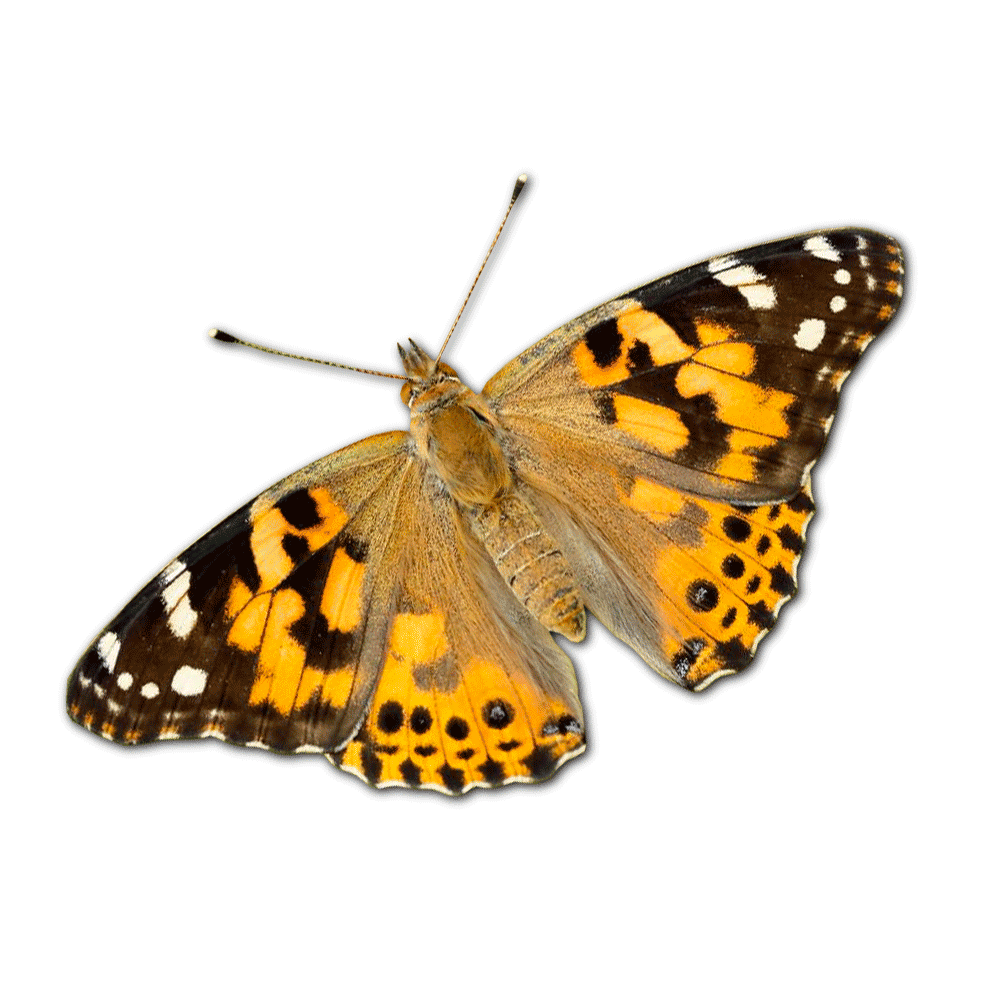 Painted Lady Butterfly